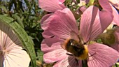 Bumble bee feeding