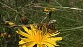 Honey bee feeding