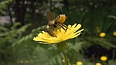 Honey bee feeding