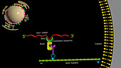 Localisation of mRNA, animation