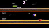 Synthesis of acetylcholine, animation