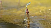 Female damselfly laying eggs