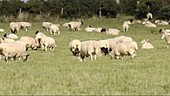 Sheep grazing, timelapse