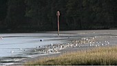 Tide and shorebirds, timelapse