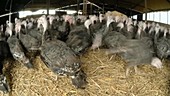 Organic turkey farm, timelapse