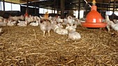Chicken farm, timelapse