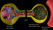 Transport of synaptic vesicles, animation