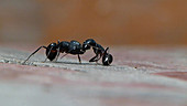 Black Indian ants fighting
