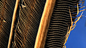 Falcon wing feather, SEM