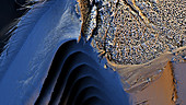 Falcon feather internal structure, SEM