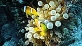 Clown fish and bubble anemone