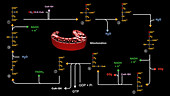 Citric acid cycle, animation