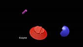 Enzyme and coenzyme action, animation