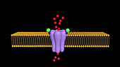 Myasthenia gravis, animation