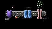 Stimulatory G protein, animation
