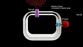 Proton pump and ATP synthesis, animation
