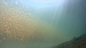 Jellyfish Lake, timelapse
