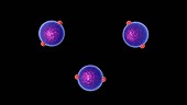 Antibody immune response, animation