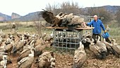 Griffon vulture conservation, Spain