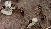 Red ants with eggs