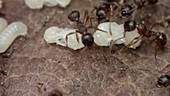 Red ants with eggs