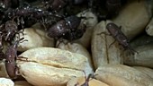 Grain weevils