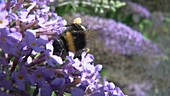Bumblebee on Buddleja