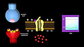 Excitatory and inhibitory synapses