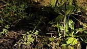 Stinging nettles, timelapse