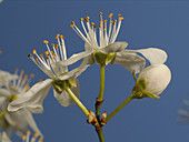 Blackthorn flowering, timelapse