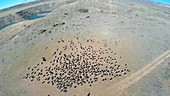 Aerial view of vultures