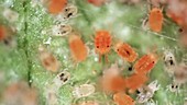 Spider mites reproducing