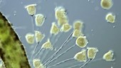 Vorticella ciliates