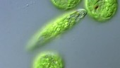 Euglena algae, moving and resting