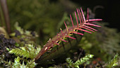 Venus flytrap digesting prey