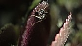 Ant on a Venus flytrap