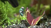 Fly escaping Venus flytrap