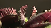 Venus flytrap trap