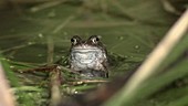 Common frog in a pond, high-speed