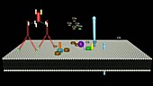 Complement cascade, animation
