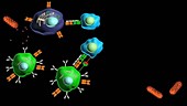 B lymphocyte activation in immune response