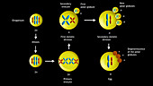 Ovogenesis sequence