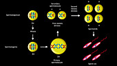 Spermatogenesis sequence