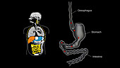 Digestive system, animation