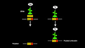 Nonsense mutation and suppression