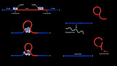 mRNA splicing, animation
