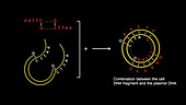 Combining cellular and plasmid DNA