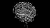 Human brain rotating