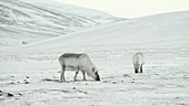 Reindeer grazing in Arctic