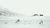 Reindeer grazing in Arctic
